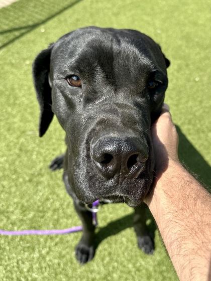 Travis, Adoptable, Adult Male Mixed Breed & Mixed Breed.