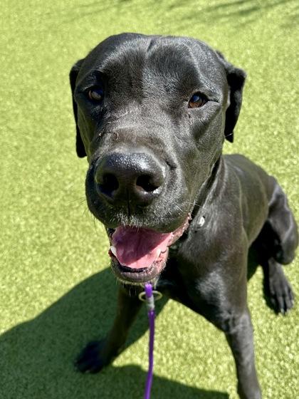 Enlarge Travis, a Adoptable mixed breed in Wichita, KS image 3/3