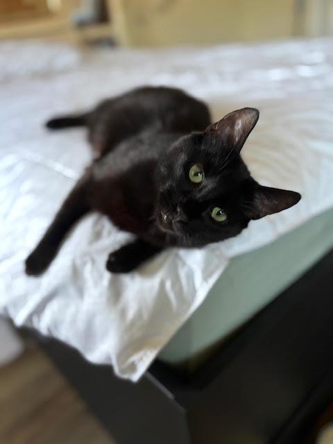Bella-San, Adoptable, Adult Female Domestic Short Hair.