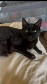 Enlarge Bella-San, a Adoptable mixed breed in Richland Hills, TX image 2/4