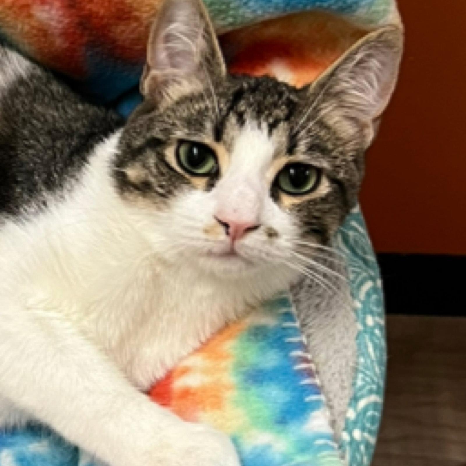 Enlarge Dalton, a Adoptable Domestic Short Hair in Blasdell, NY image 1/1