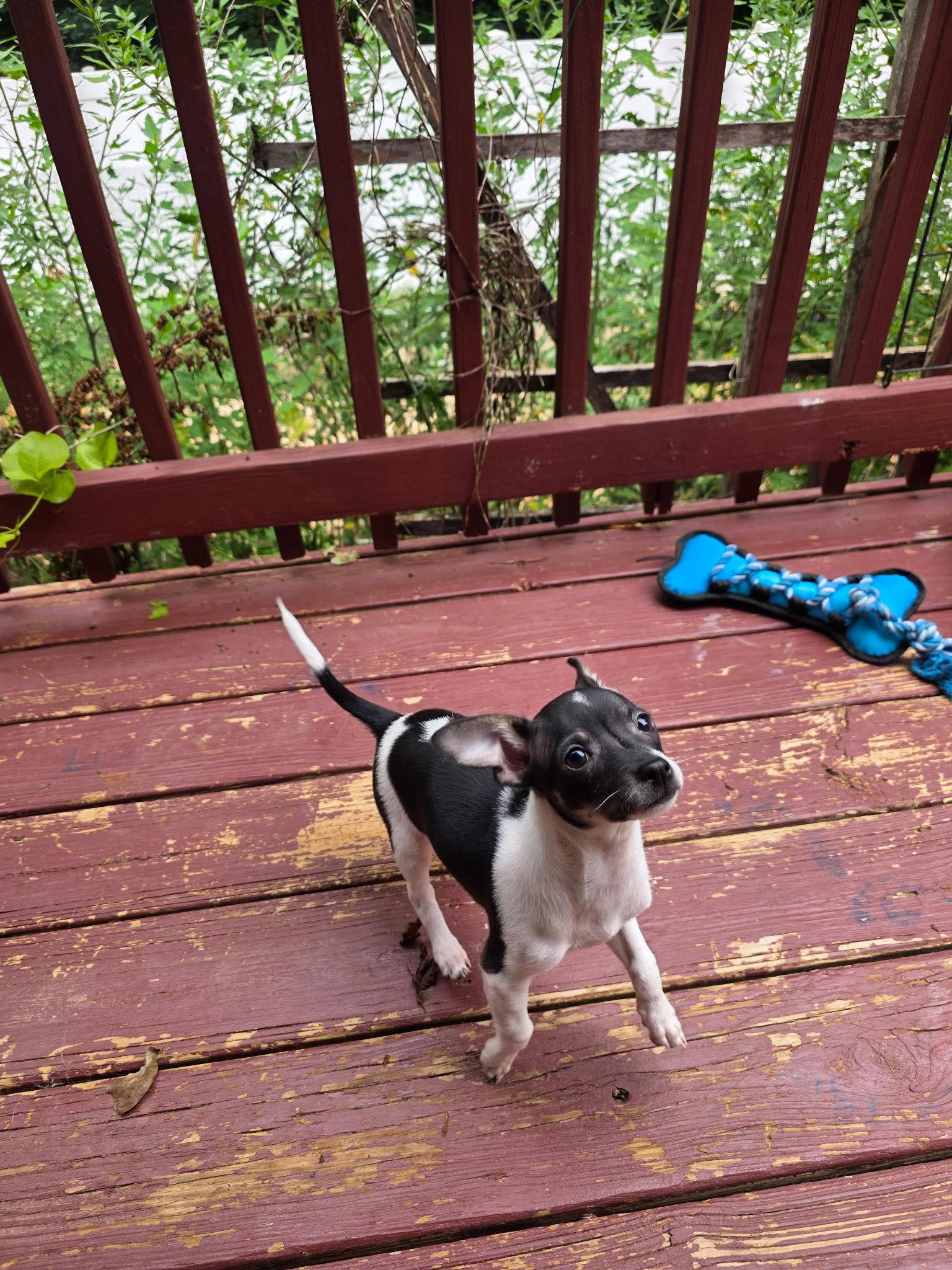 Tom, a Adopted Chihuahua in Thomasville, NC image 1/3