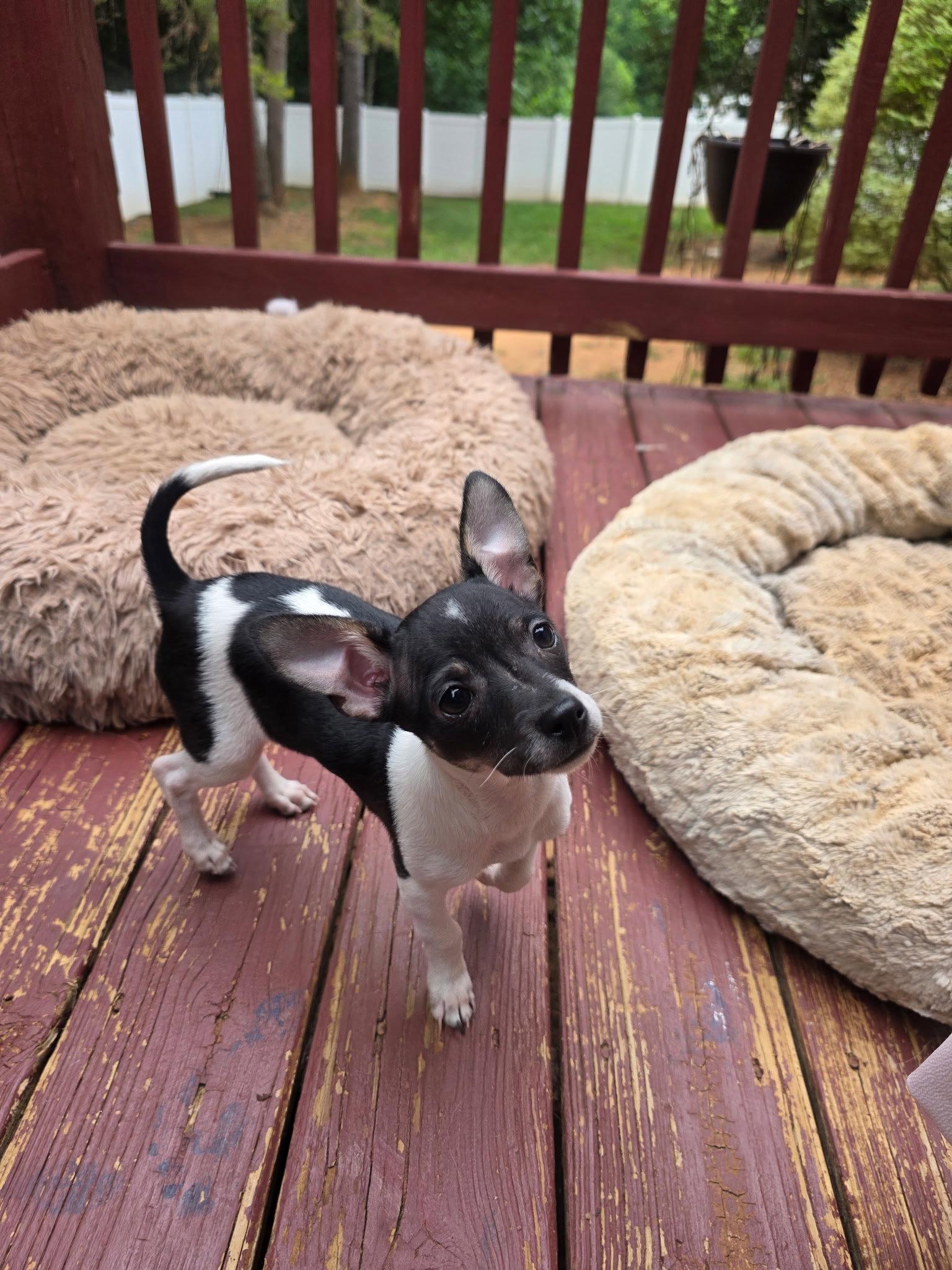 Tom, a Adopted Chihuahua in Thomasville, NC image 2/3