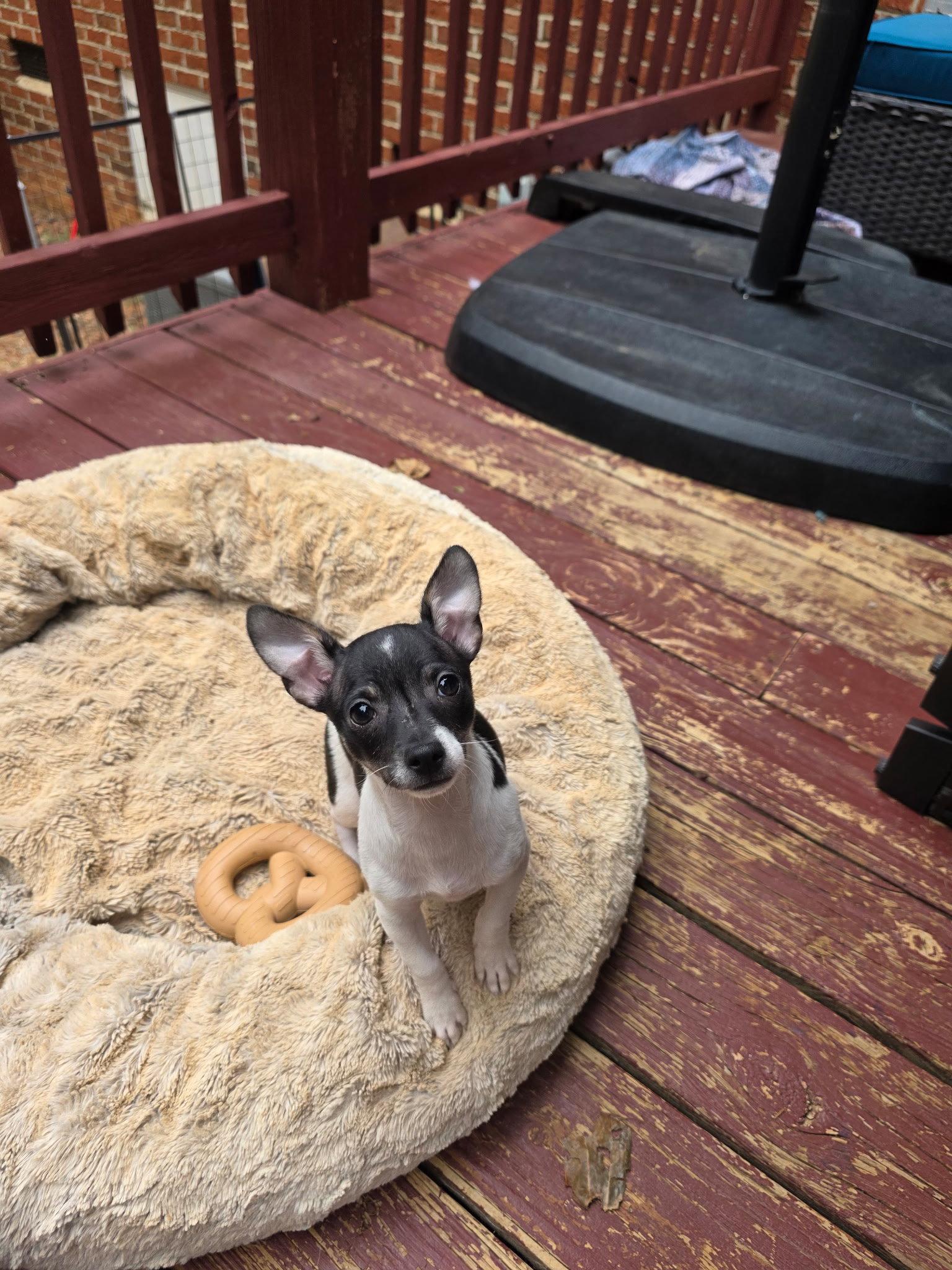 Tom, a Adopted Chihuahua in Thomasville, NC image 3/3