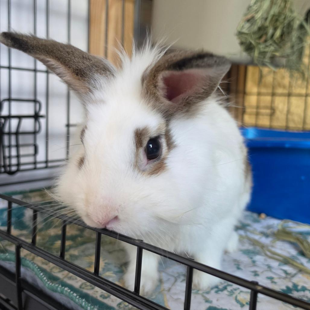 Enlarge Milo, a Adoptable mixed breed in Hilliard , FL image 1/1