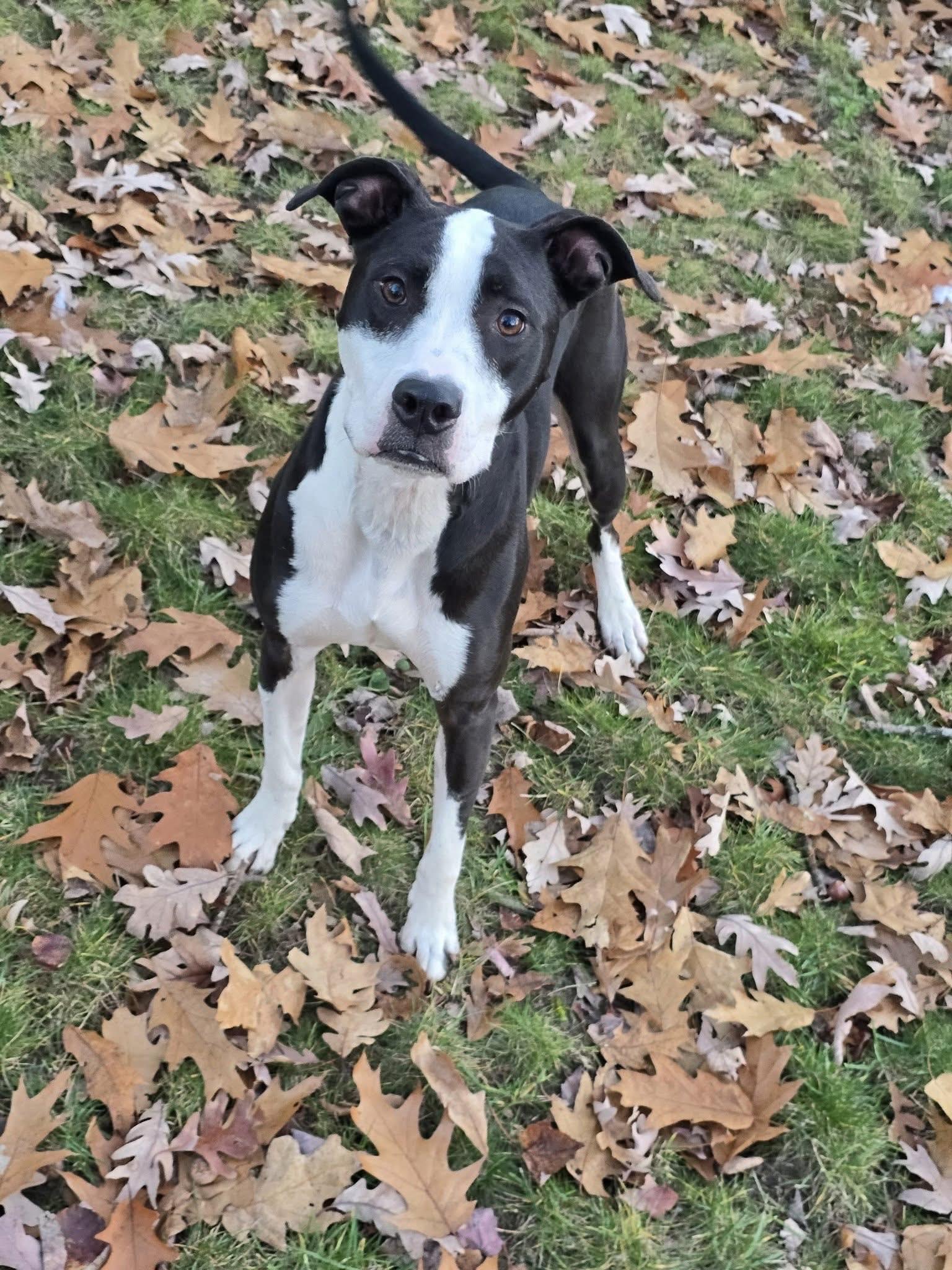 Enlarge Louise, a ADOPTABLE mixed breed in Traverse City, MI image 1/1