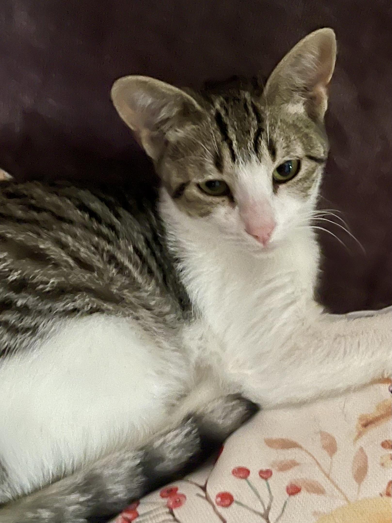 Enlarge Lolli, a Adoptable mixed breed in Belvidere, IL image 1/2