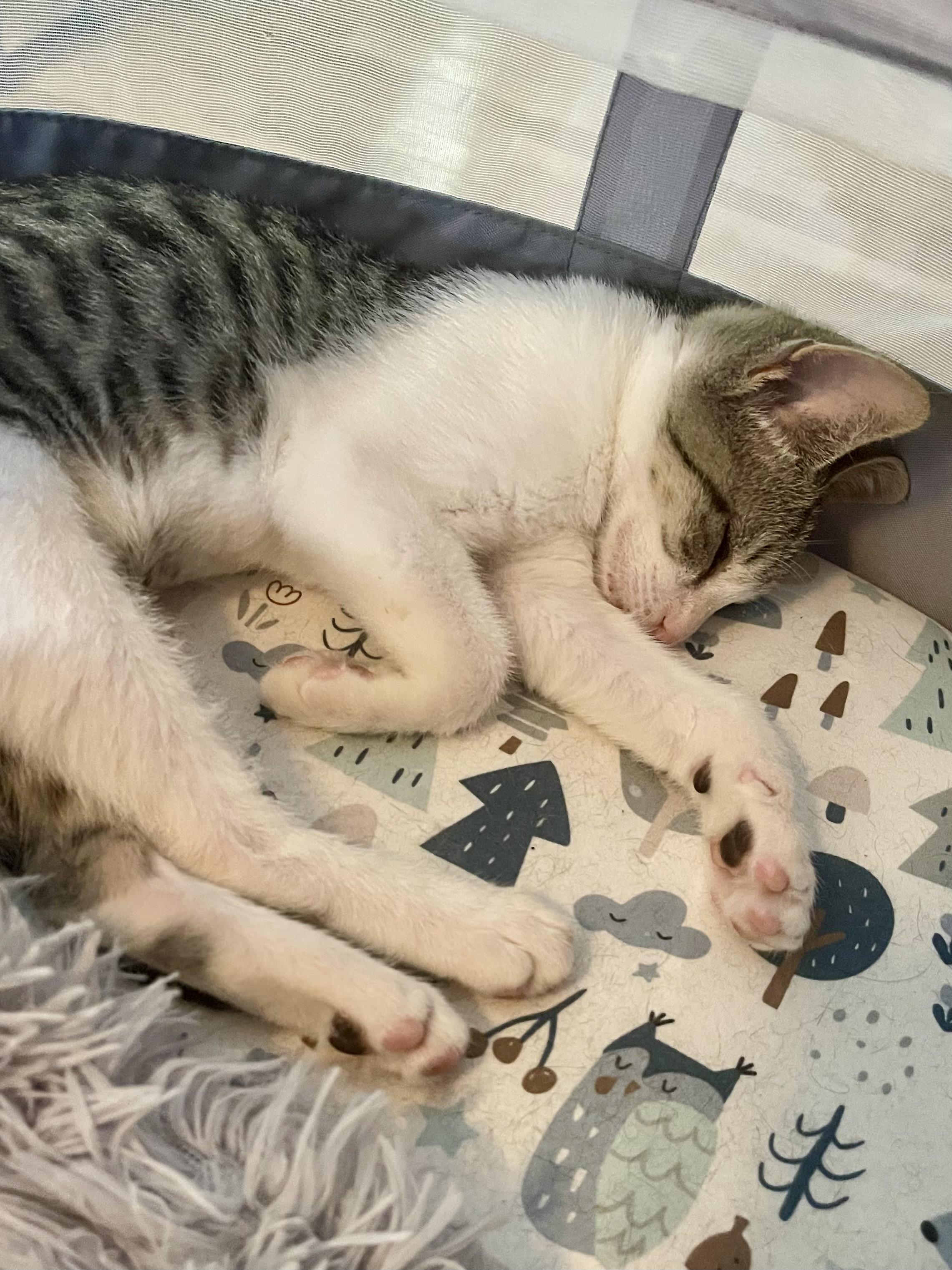 Enlarge Lolli, a Adoptable mixed breed in Belvidere, IL image 2/2