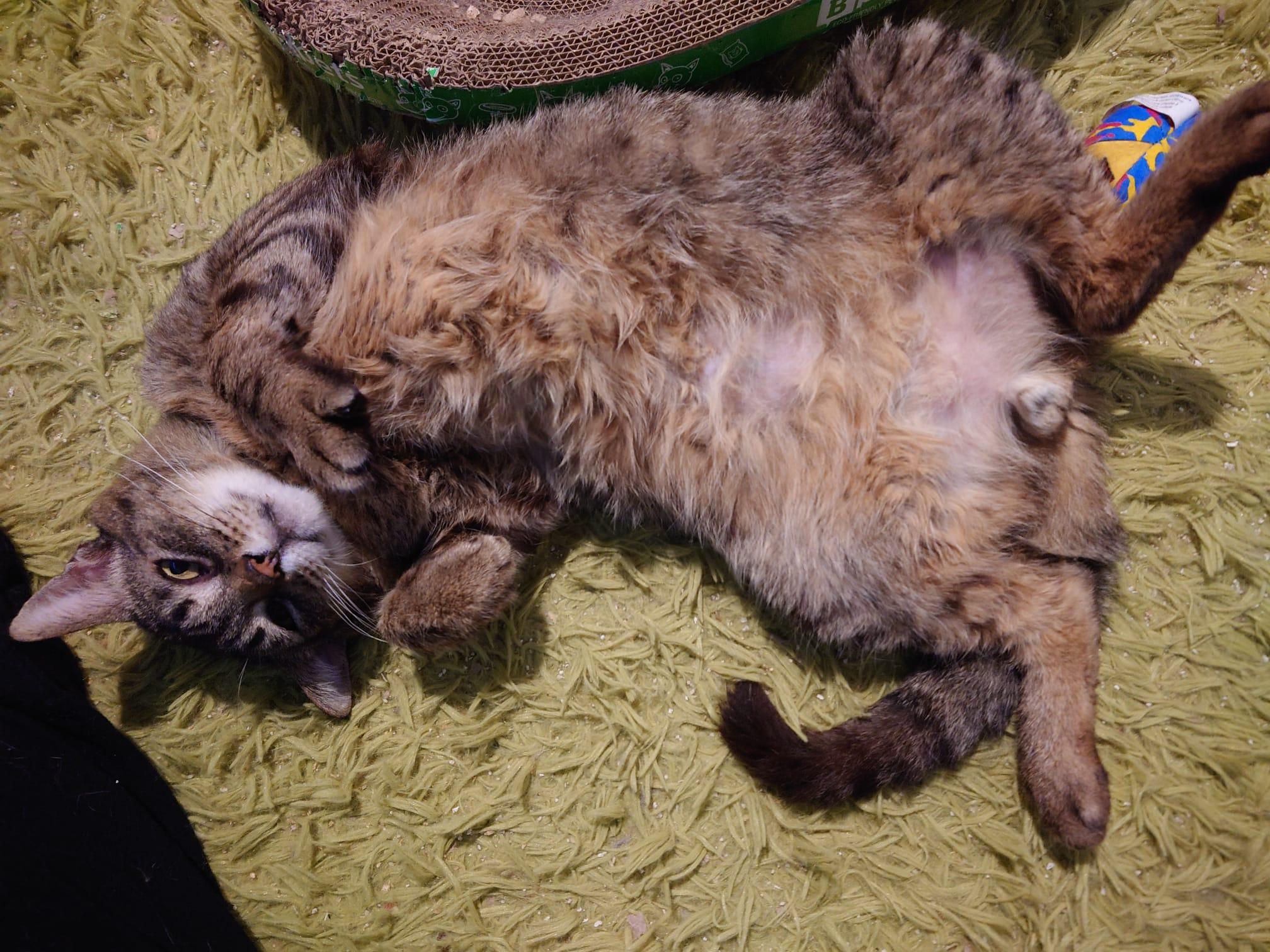 Greyson, Adult Male Domestic Short Hair