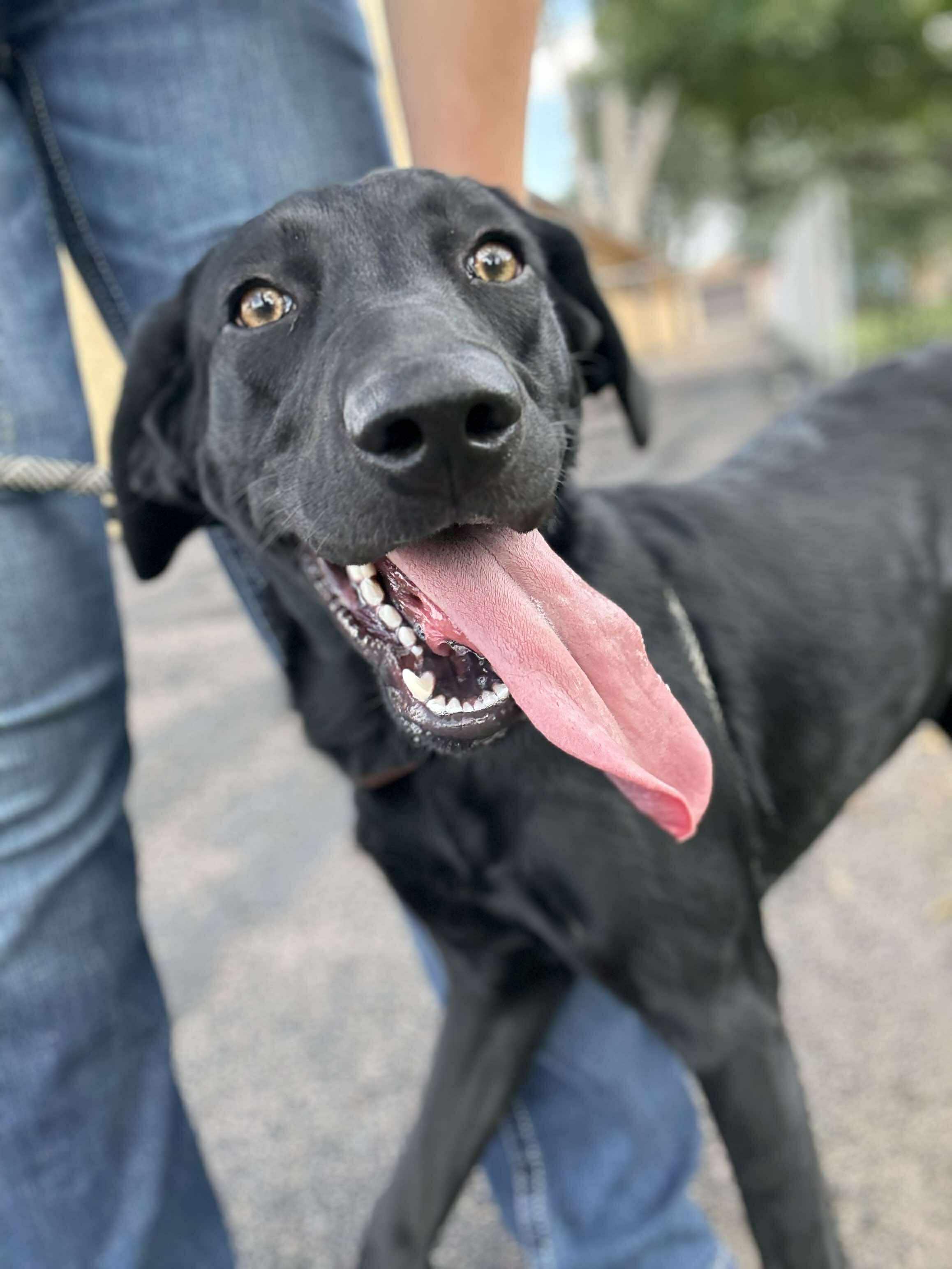 Stella