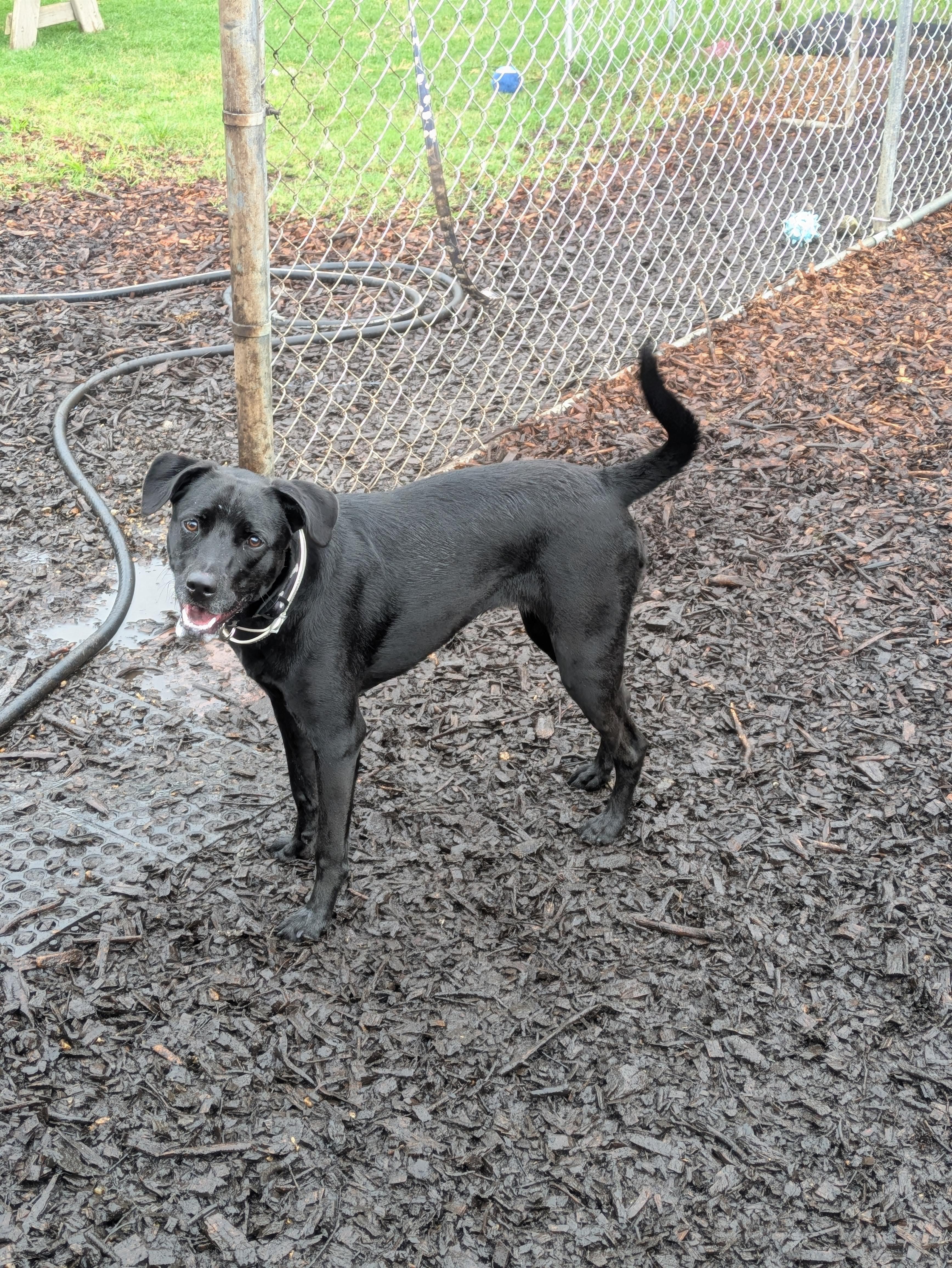 Shiloh, Adoptable, Adult Female Black Labrador Retriever.