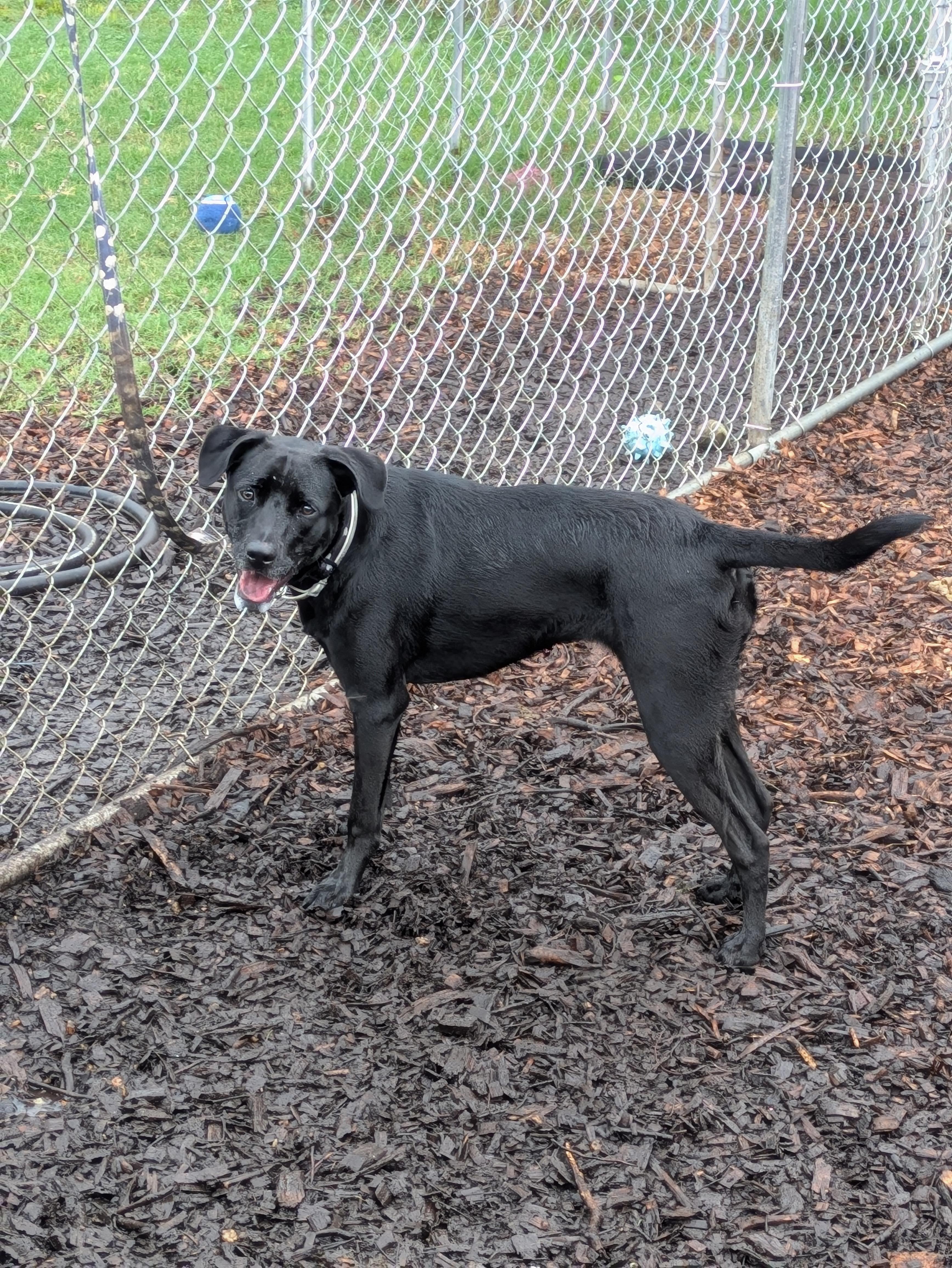 Enlarge Shiloh, a Adoptable mixed breed in Huntsville, AL image 2/2