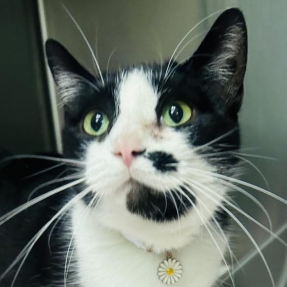 Enlarge Beth, a Adoptable Domestic Short Hair in Columbia Station, OH image 1/2