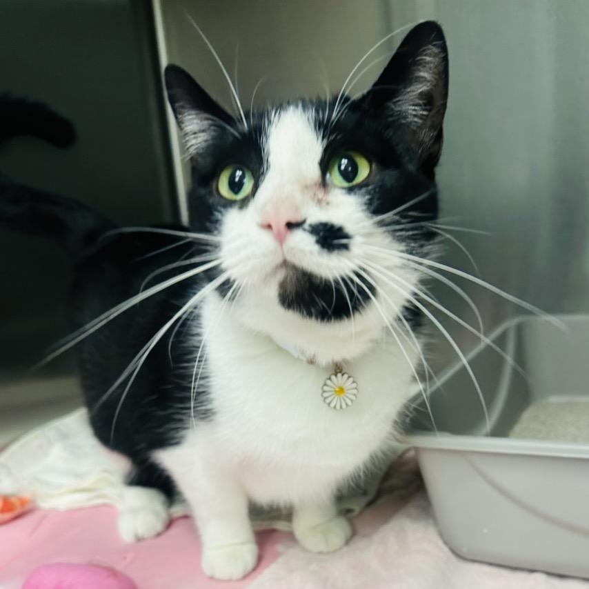 Enlarge Beth, a Adoptable Domestic Short Hair in Columbia Station, OH image 2/2