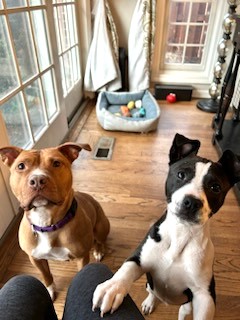 Enlarge Sunny, a Adoptable Pit Bull Terrier in Schaumburg, IL image 2/5