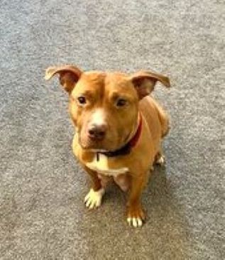 Enlarge Sunny, a Adoptable Pit Bull Terrier in Schaumburg, IL image 4/5