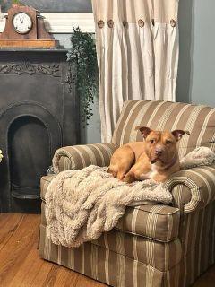 Enlarge Sunny, a Adoptable Pit Bull Terrier in Schaumburg, IL image 2/6