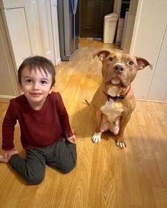 Sunny, a Adoptable Pit Bull Terrier in Schaumburg, IL image 3/6