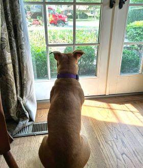 Enlarge Sunny, a Adoptable Pit Bull Terrier in Schaumburg, IL image 4/6