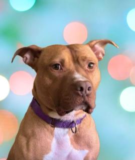 Enlarge Sunny, a Adoptable Pit Bull Terrier in Schaumburg, IL image 1/6