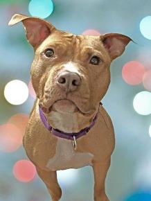 Sunny, Adoptable, Adult Female Pit Bull Terrier.