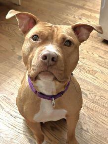 Enlarge Sunny, a Adoptable Pit Bull Terrier in Schaumburg, IL image 6/6