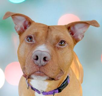 Sunny, Adoptable, Adult Female Pit Bull Terrier.