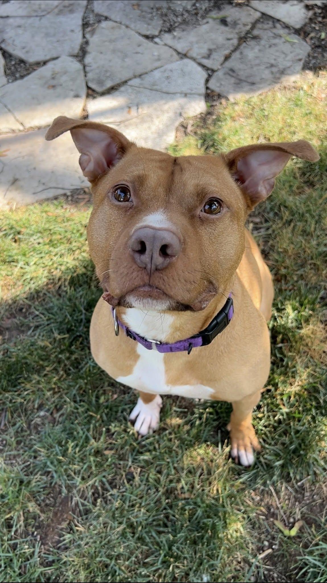 Sunny, a Adoptable Pit Bull Terrier in Schaumburg, IL image 2/6