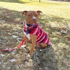Enlarge Sunny, a Adoptable Pit Bull Terrier in Schaumburg, IL image 3/5