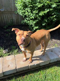 Sunny, a Adoptable Pit Bull Terrier in Schaumburg, IL image 4/6