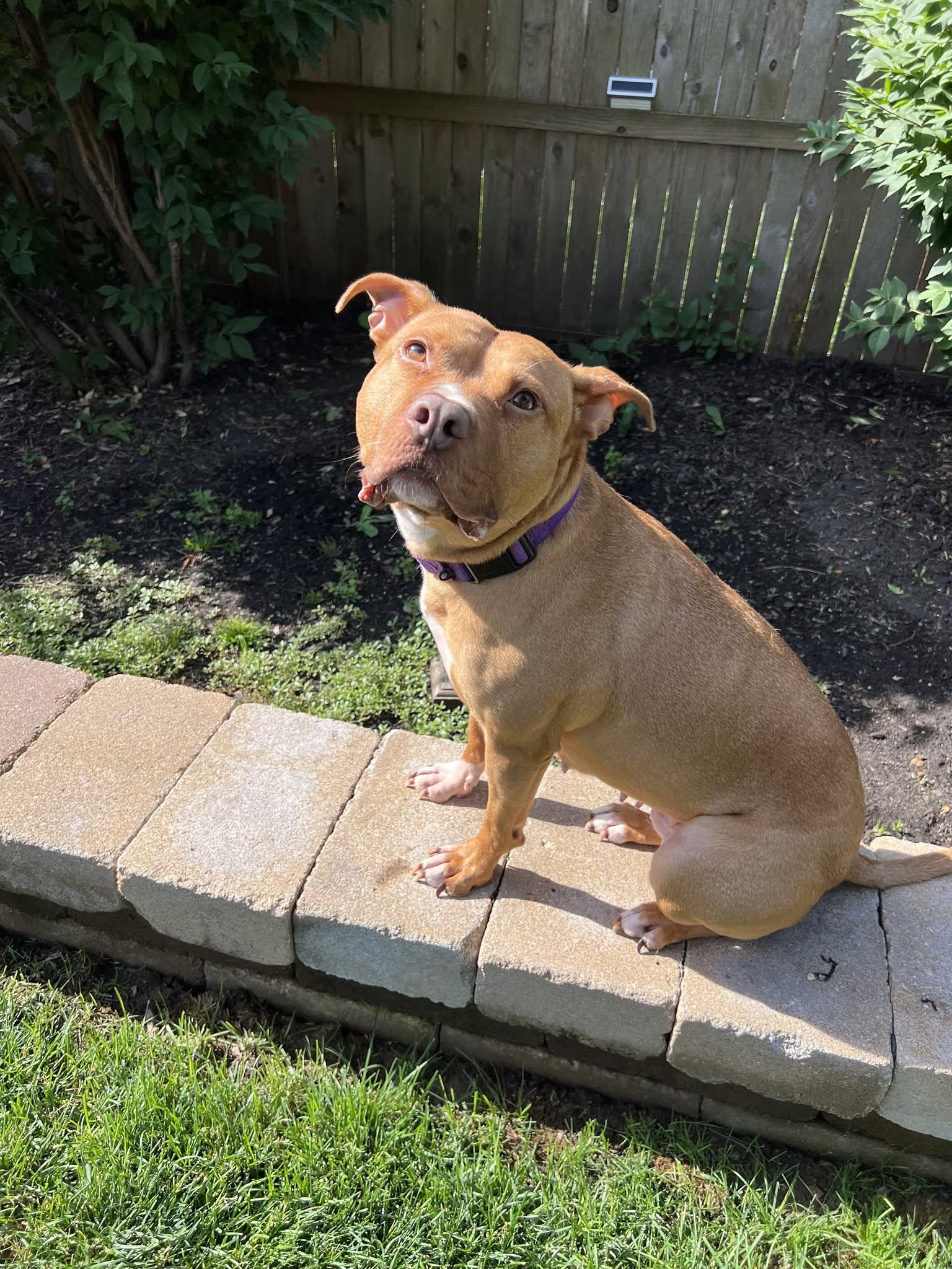 Sunny, a Adoptable Pit Bull Terrier in Schaumburg, IL image 6/6