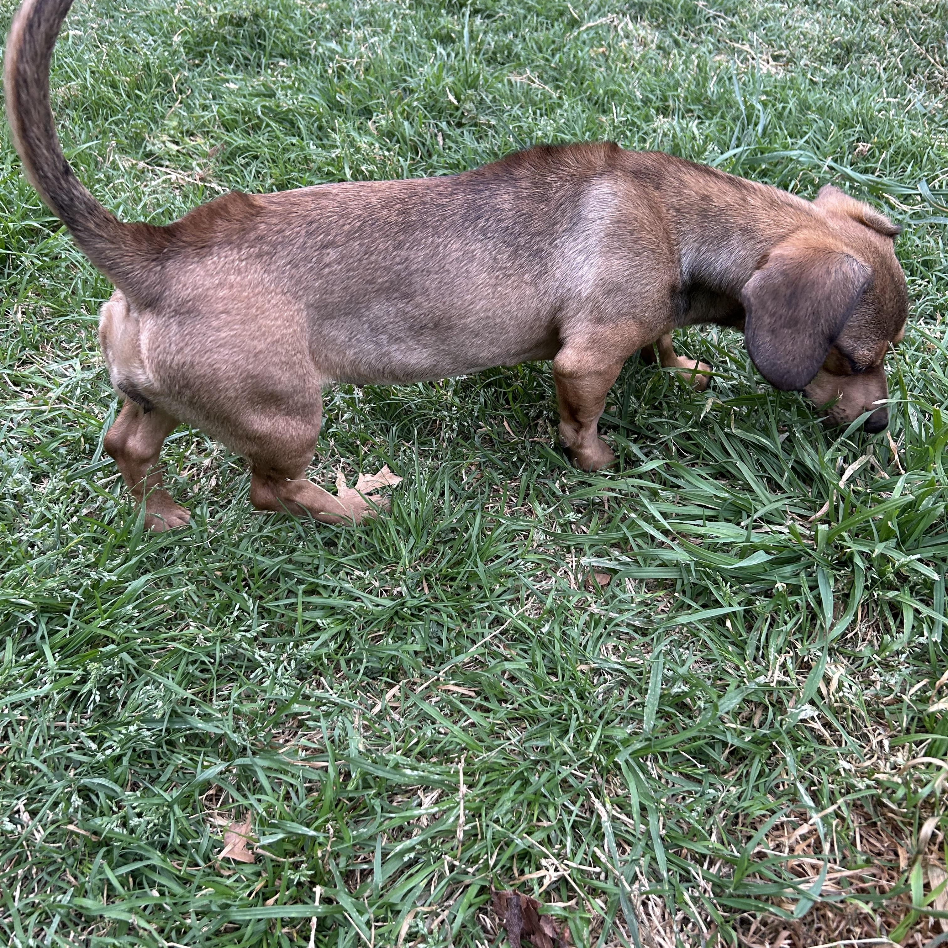 Dallas, a ADOPTABLE mixed breed in Chickasha, OK image 3/4