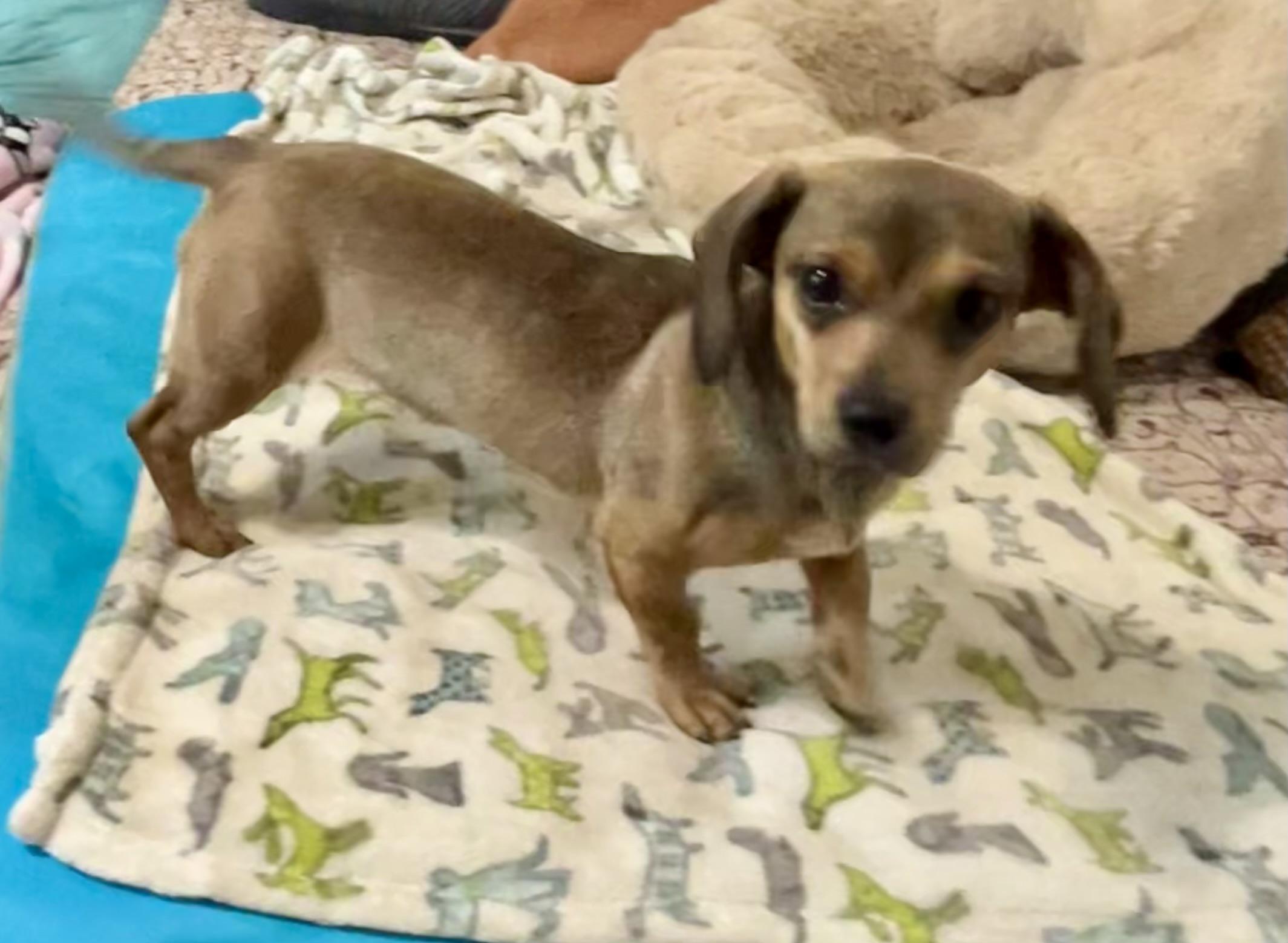 Dallas, a ADOPTABLE mixed breed in Chickasha, OK image 2/4