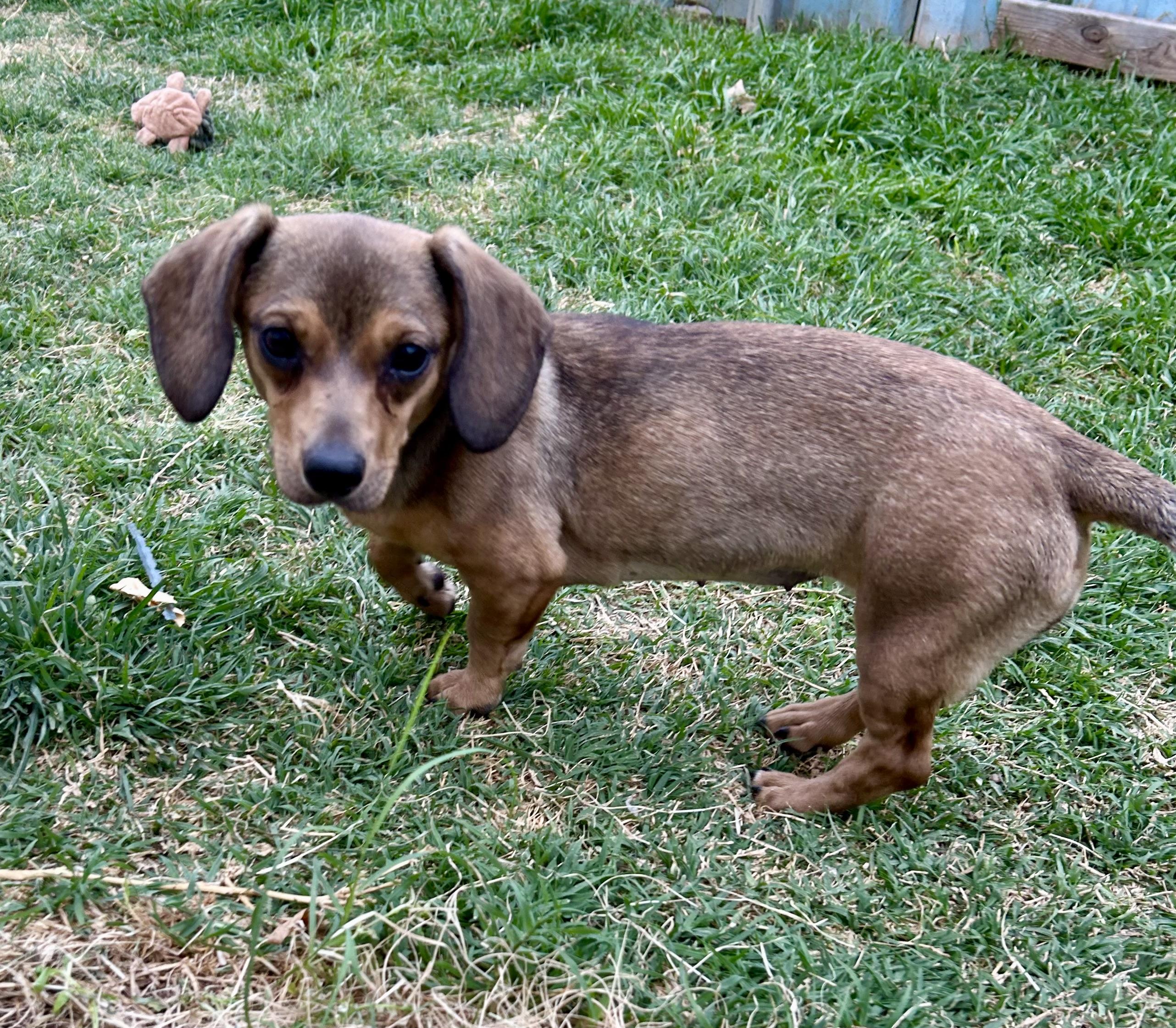 Dallas, ADOPTABLE, Young Female Miniature Dachshund.