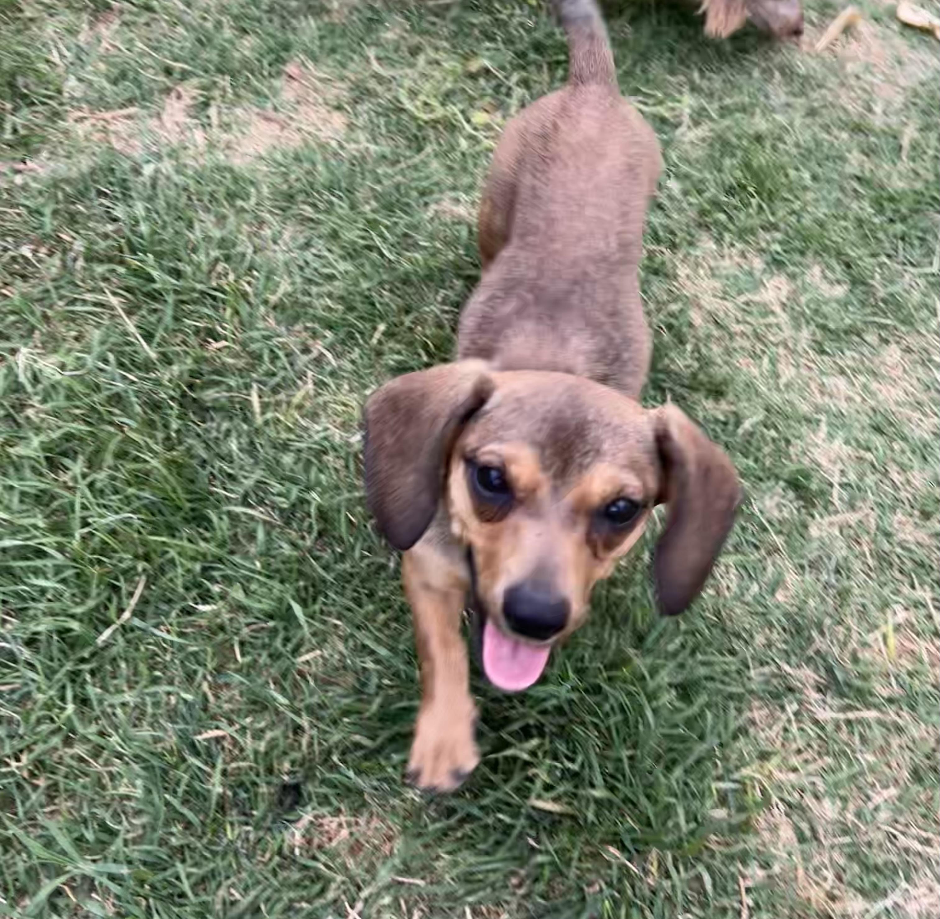 Dallas, a ADOPTABLE mixed breed in Chickasha, OK image 4/4