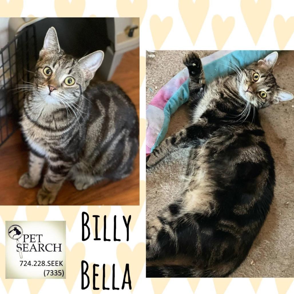 Bella, a Adoptable Domestic Short Hair in Washington, PA image 1/2