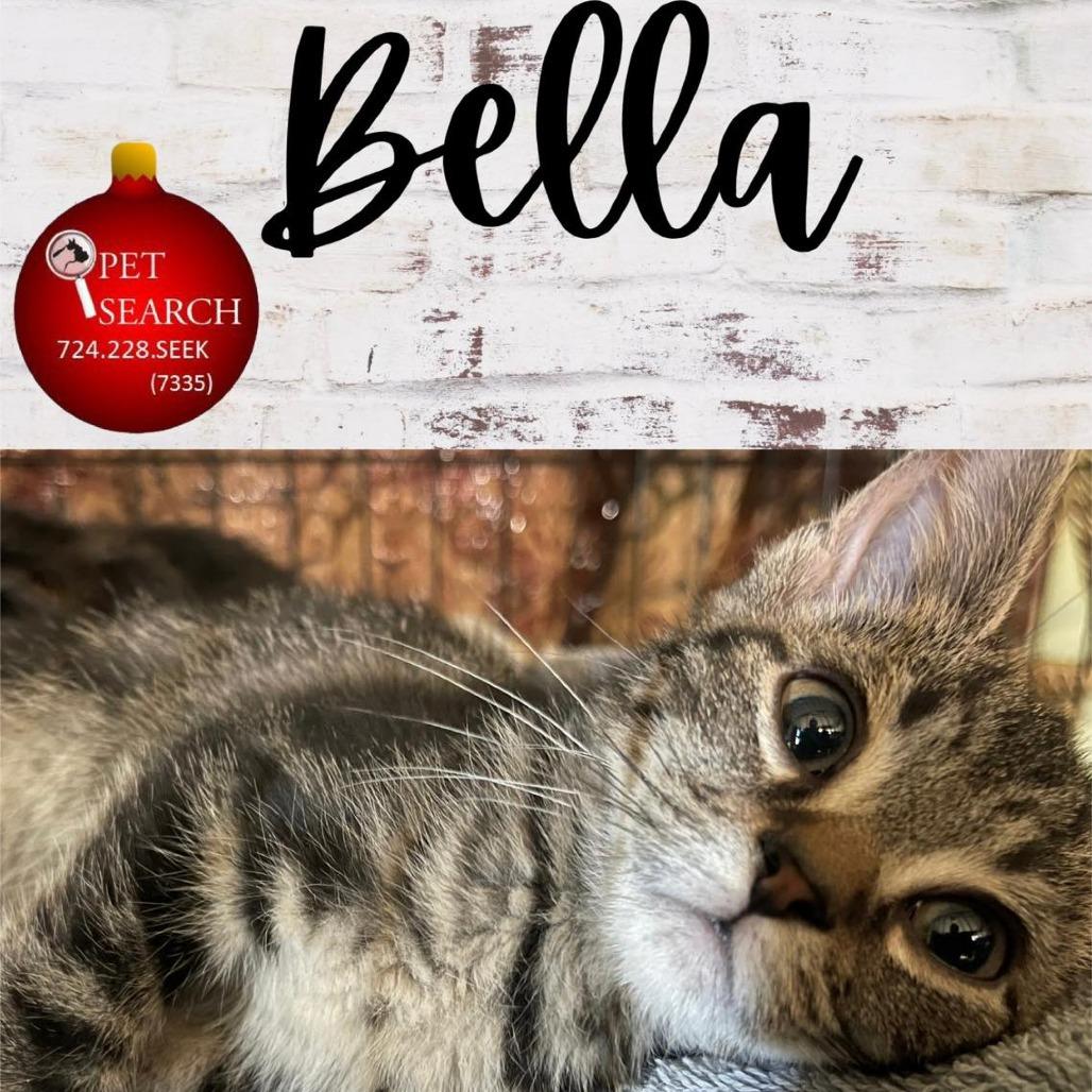Bella, a Adoptable Domestic Short Hair in Washington, PA image 2/2