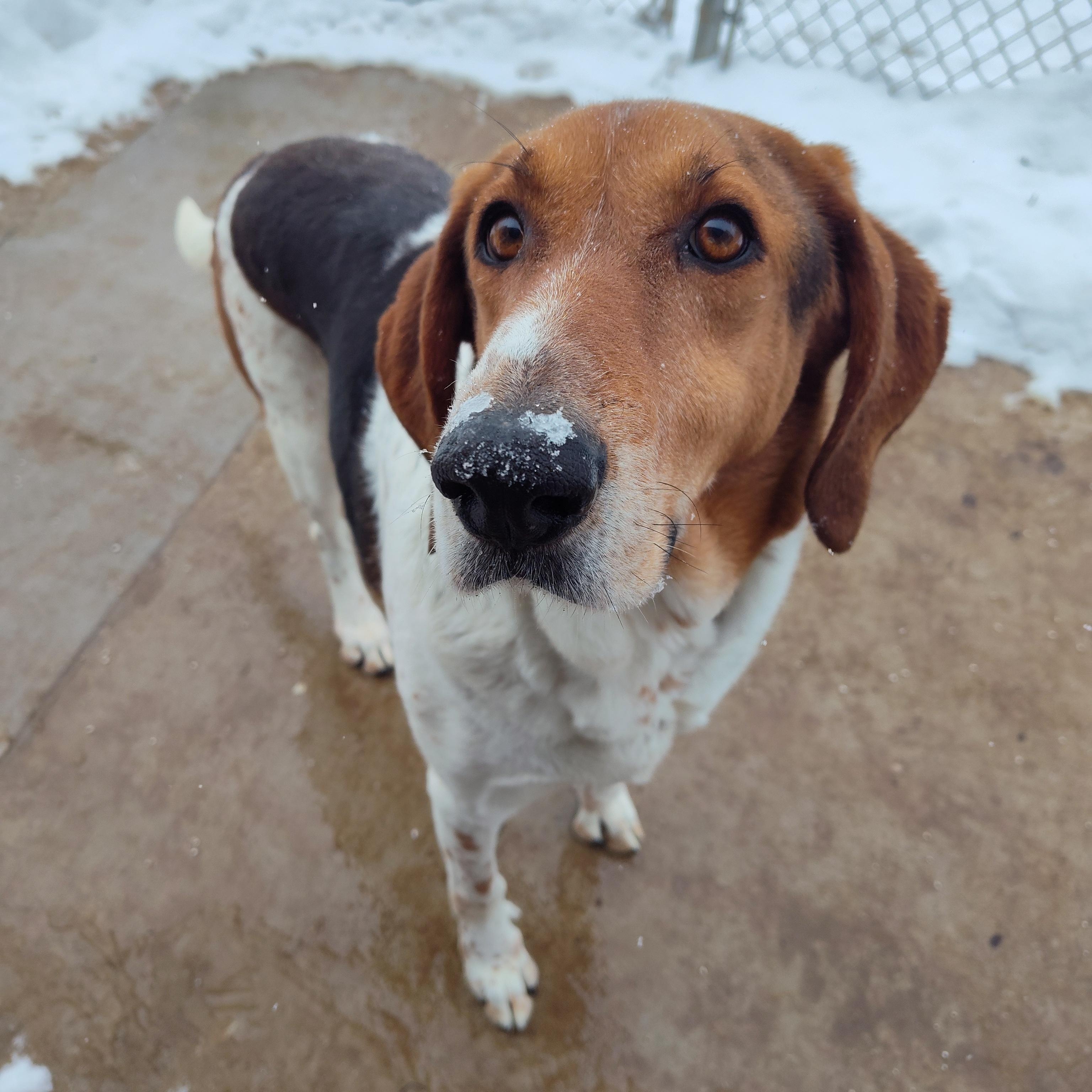 Franklyn, Adoptable, Adult Male Hound.