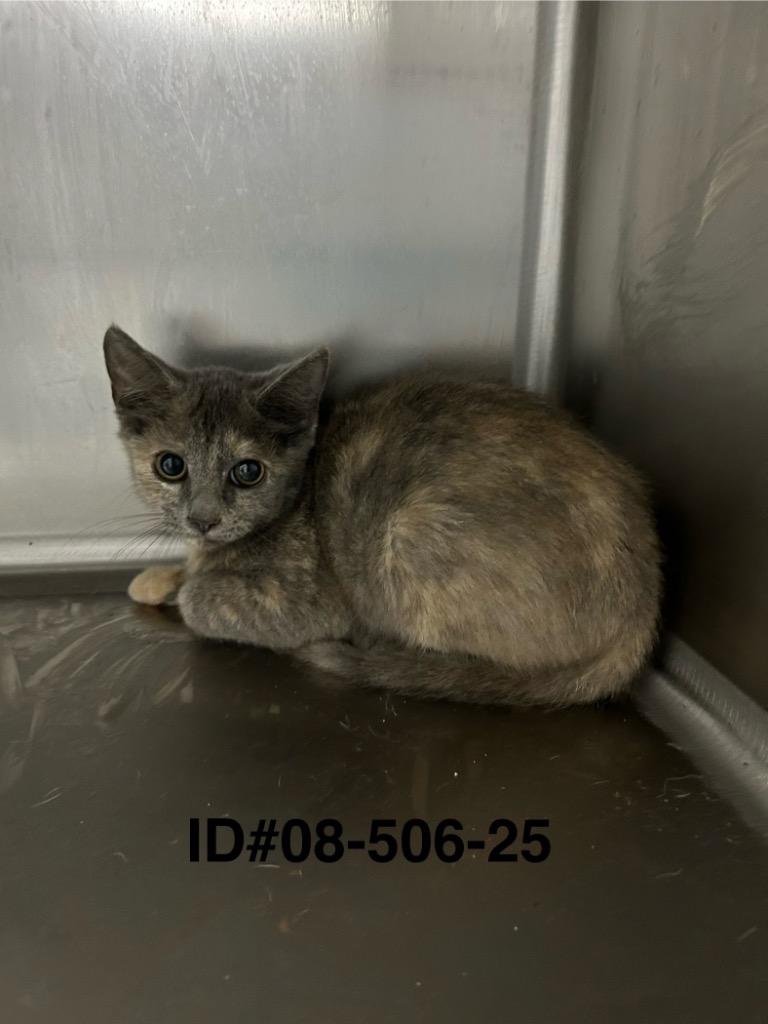 Fontina, Adoptable, Young Female Domestic Short Hair.