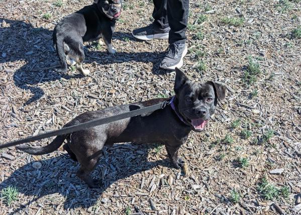 Enlarge Berry, a Adoptable mixed breed in El Cajon, CA image 1/1