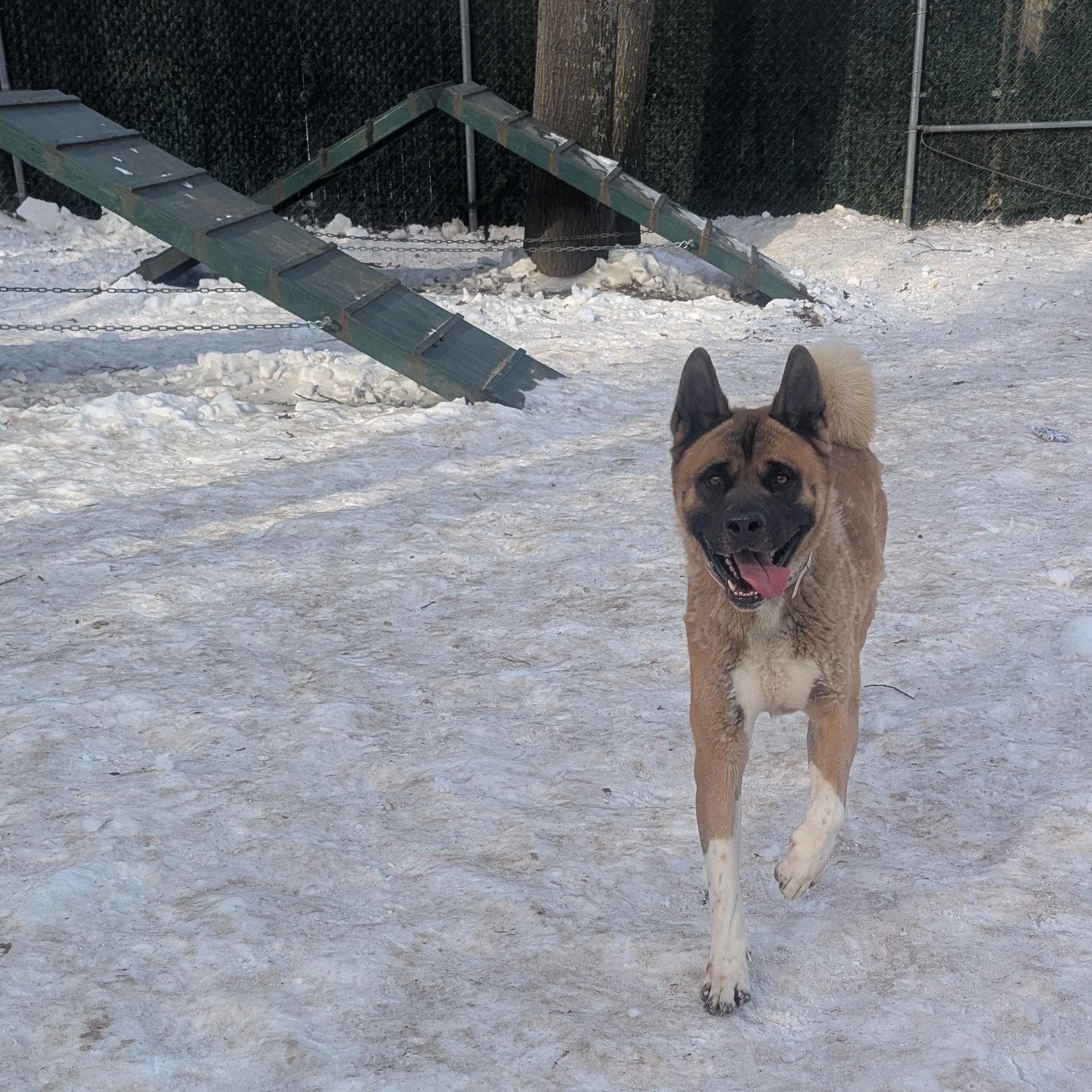 Enlarge Sampson, a ADOPTABLE Akita in Brookhaven, NY image 6/6