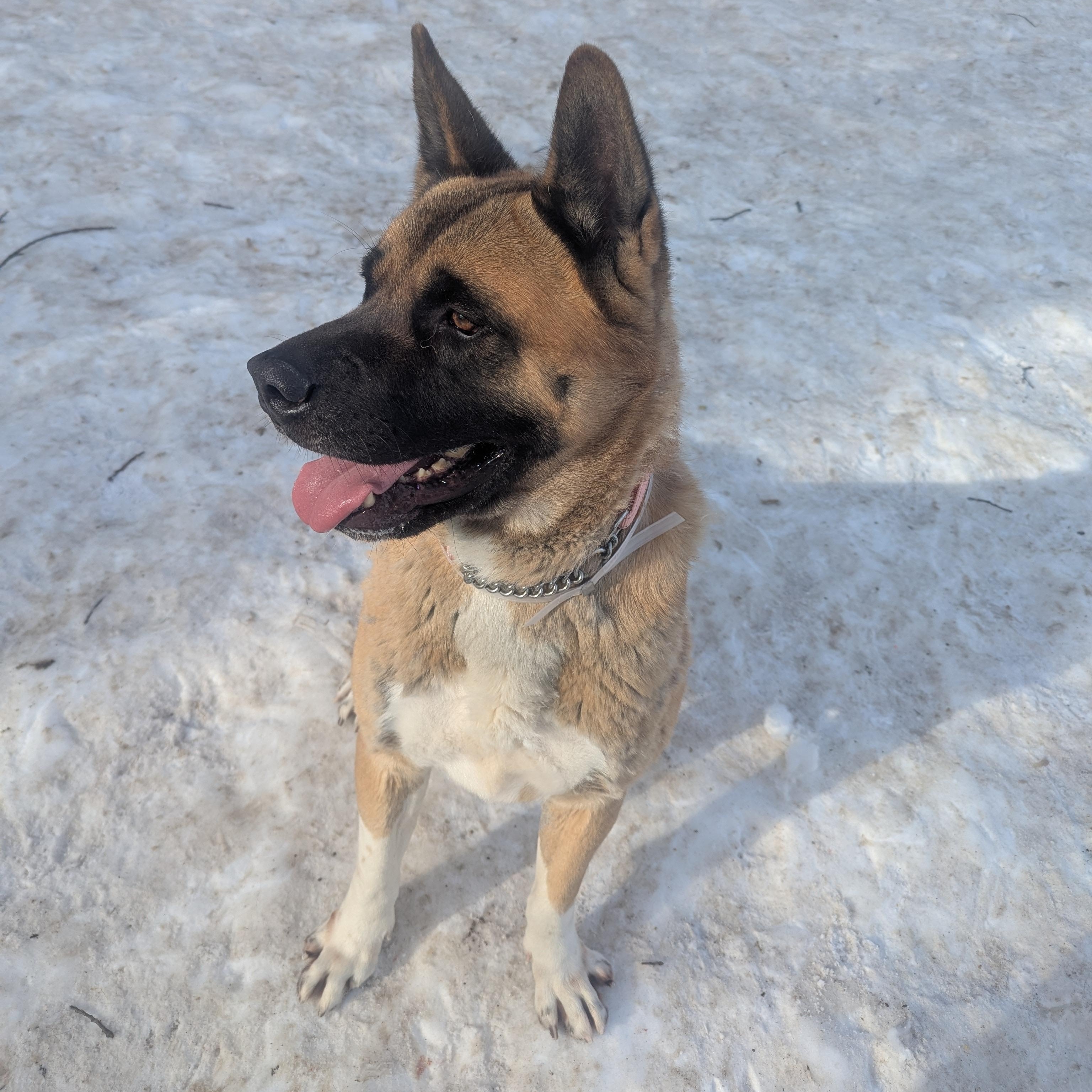 Enlarge Sampson, a ADOPTABLE Akita in Brookhaven, NY image 3/6