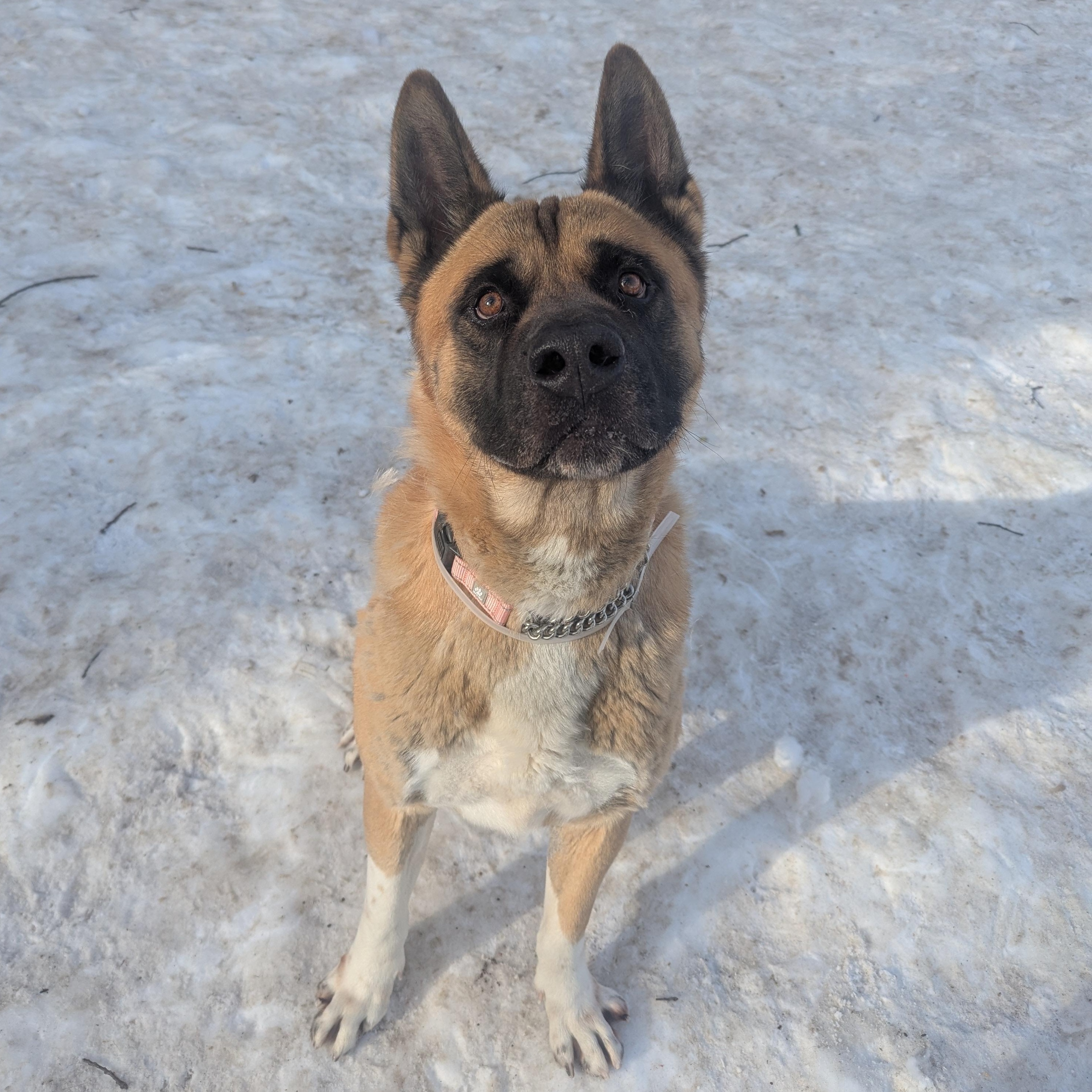 Enlarge Sampson, a ADOPTABLE Akita in Brookhaven, NY image 4/6