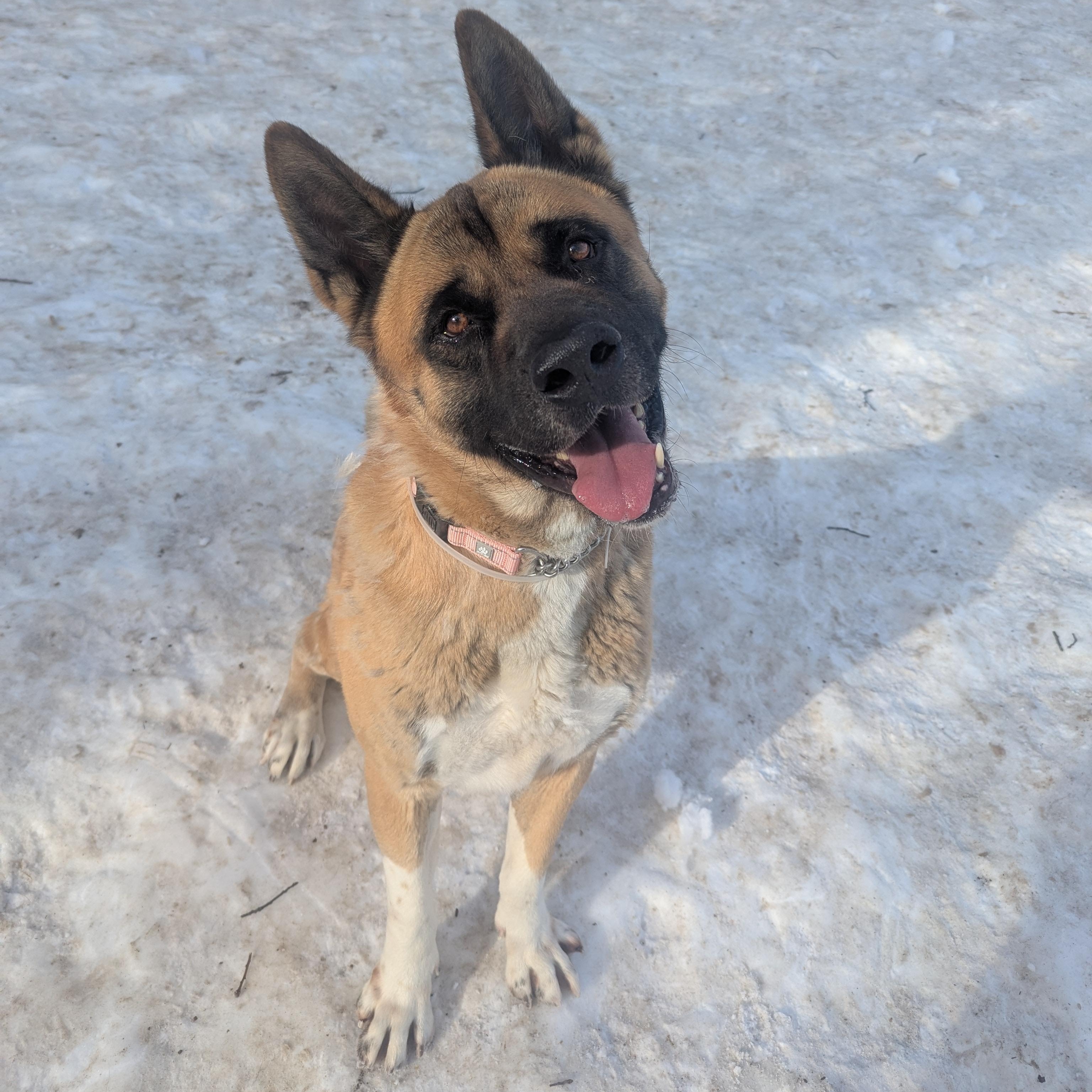 Sampson, ADOPTABLE, Adult Male Akita.