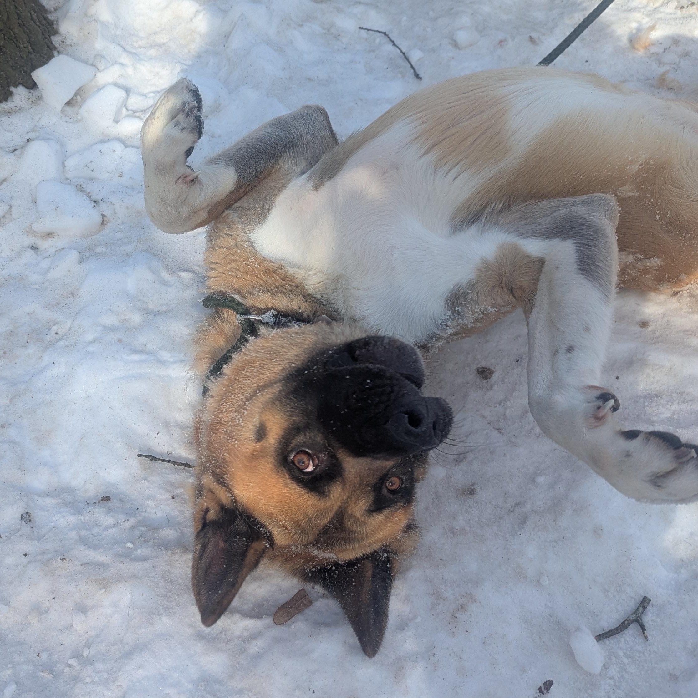 Enlarge Sampson, a ADOPTABLE Akita in Brookhaven, NY image 5/6