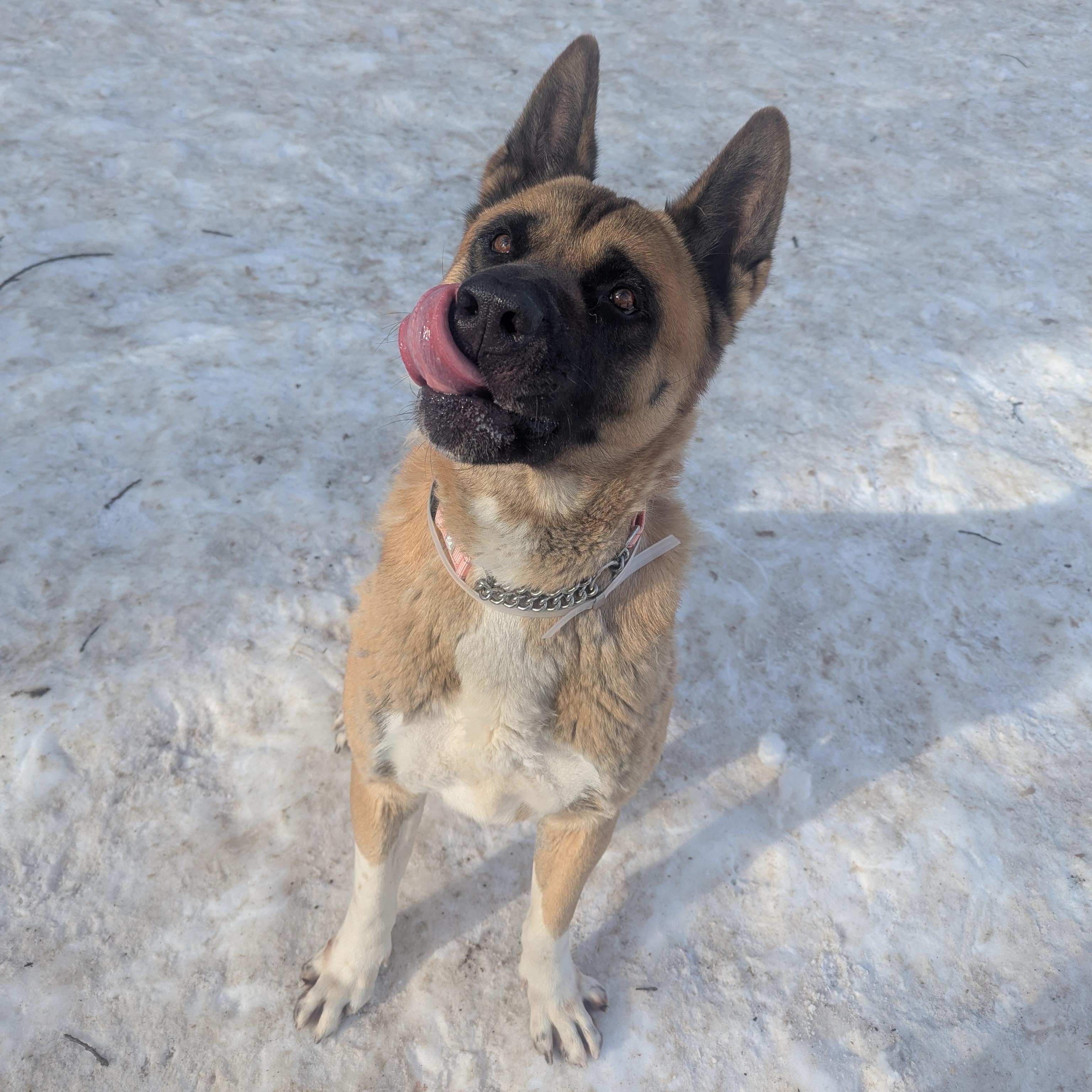 Enlarge Sampson, a ADOPTABLE Akita in Brookhaven, NY image 2/6