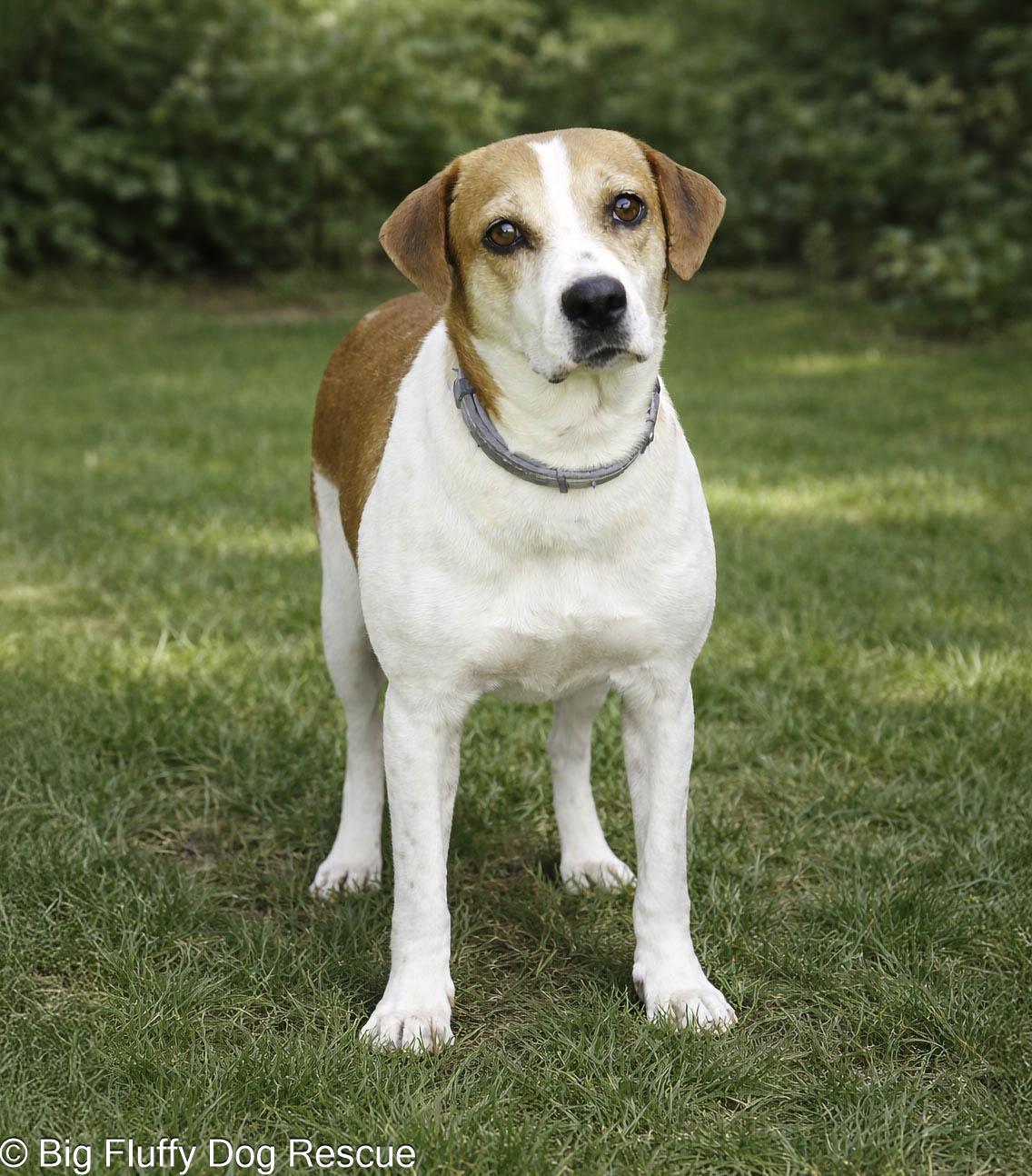 Gigi, Adoptable, Adult Female Beagle.