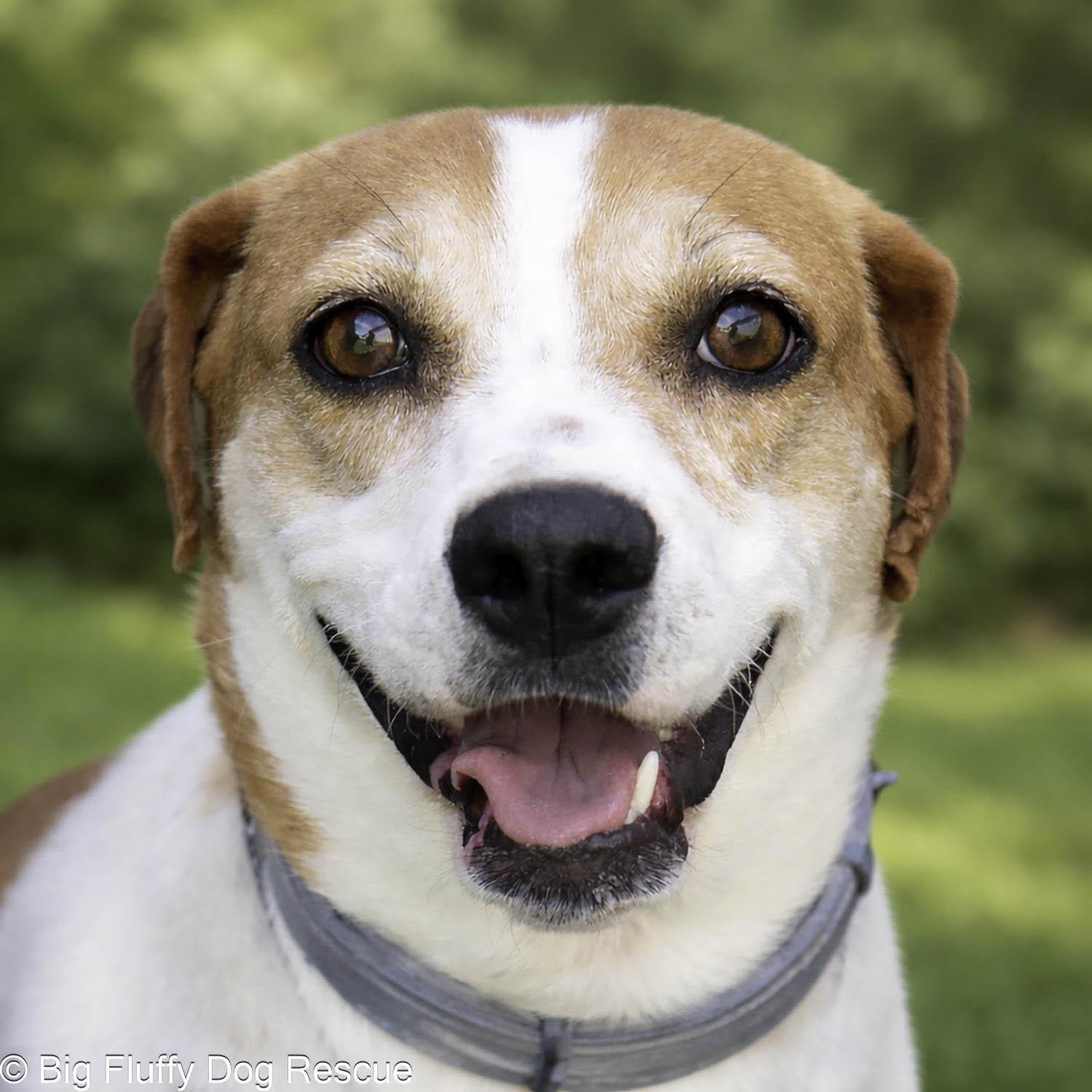 Enlarge Gigi, a Adoptable mixed breed in DuPont, PA image 3/3