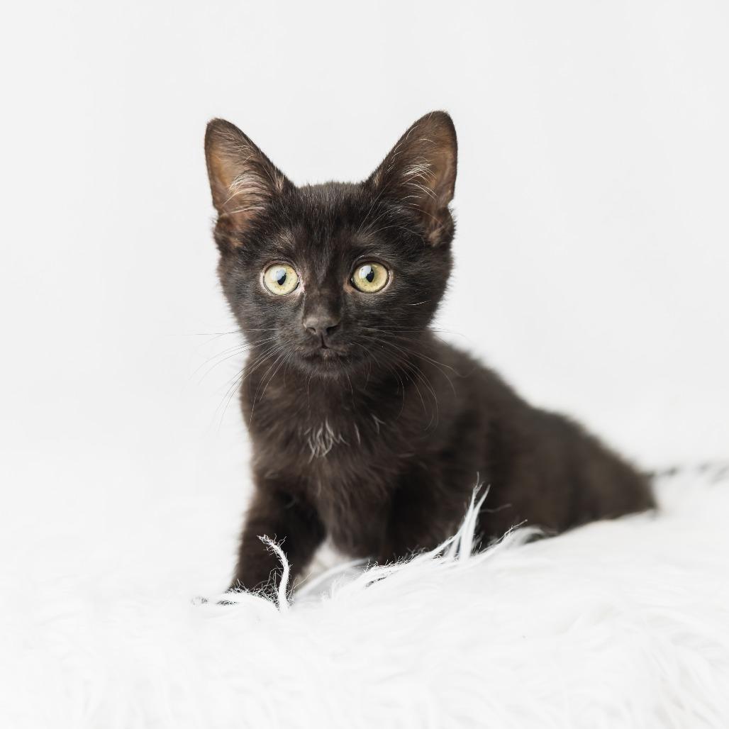 Forklift, Adoptable, Kitten Female Domestic Short Hair.