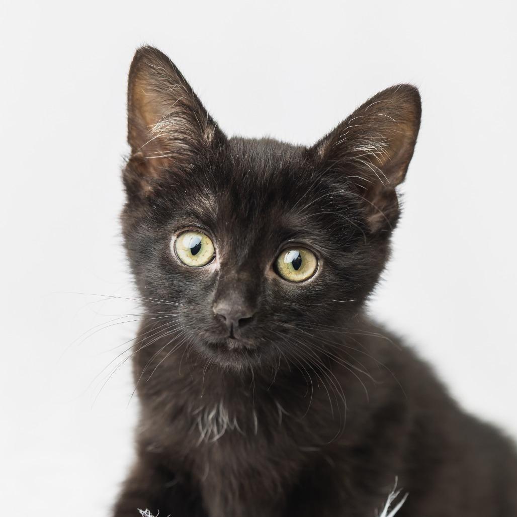 Enlarge Forklift, a Adoptable Domestic Short Hair in St. Paul, MN image 2/4